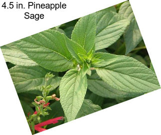 4.5 in. Pineapple Sage