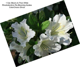 1 Gal. Bloom-A-Thon White Rhododendron Re-Blooming Azalea ColorChoice Shrub