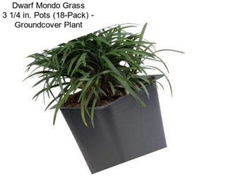 Dwarf Mondo Grass 3 1/4 in. Pots (18-Pack) - Groundcover Plant