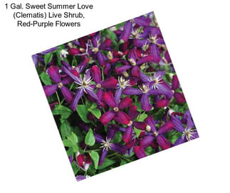 1 Gal. Sweet Summer Love (Clematis) Live Shrub, Red-Purple Flowers