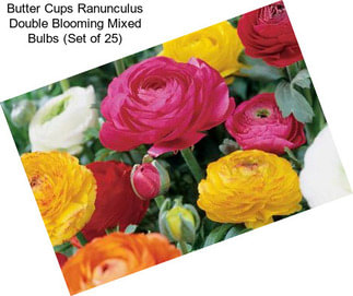 Butter Cups Ranunculus Double Blooming Mixed Bulbs (Set of 25)