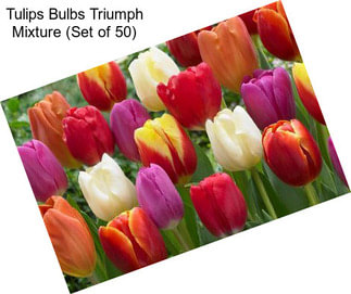 Tulips Bulbs Triumph Mixture (Set of 50)