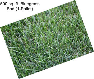 500 sq. ft. Bluegrass Sod (1-Pallet)