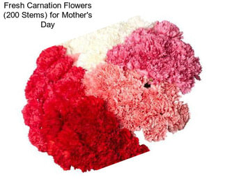 Fresh Carnation Flowers (200 Stems) for Mother\'s Day