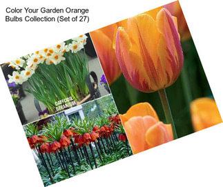 Color Your Garden Orange Bulbs Collection (Set of 27)