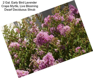2 Gal. Early Bird Lavender Crape Myrtle, Live Blooming Dwarf Deciduous Shrub