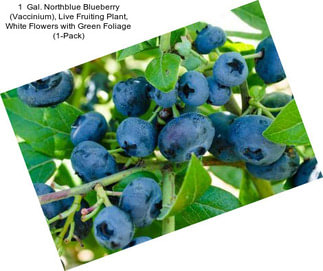 1  Gal. Northblue Blueberry (Vaccinium), Live Fruiting Plant, White Flowers with Green Foliage (1-Pack)