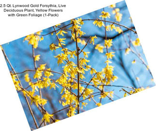 2.5 Qt. Lynwood Gold Forsythia, Live Deciduous Plant, Yellow Flowers with Green Foliage (1-Pack)