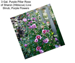 3 Gal. Purple Pillar Rose of Sharon (Hibiscus) Live Shrub, Purple Flowers