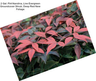 2 Gal. Flirt Nandina, Live Evergreen Groundcover Shrub, Deep Red New Foliage