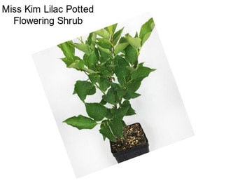 Miss Kim Lilac Potted Flowering Shrub