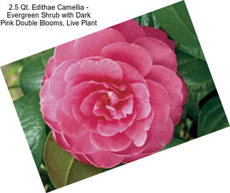 2.5 Qt. Edithae Camellia - Evergreen Shrub with Dark Pink Double Blooms, Live Plant