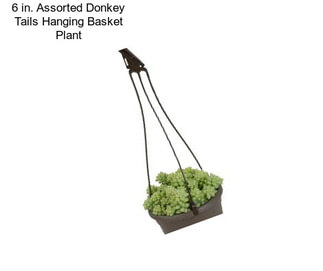 6 in. Assorted Donkey Tails Hanging Basket Plant