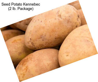 Seed Potato Kennebec (2 lb. Package)