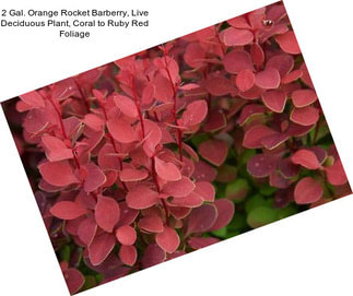 2 Gal. Orange Rocket Barberry, Live Deciduous Plant, Coral to Ruby Red Foliage