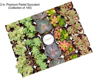 2 in. Premium Pastel Succulent (Collection of 140)