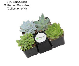 2 in. Blue/Green Collection Succulent (Collection of 4)