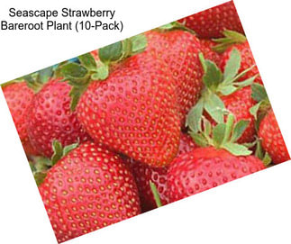 Seascape Strawberry Bareroot Plant (10-Pack)