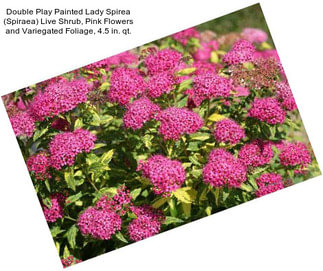 Double Play Painted Lady Spirea (Spiraea) Live Shrub, Pink Flowers and Variegated Foliage, 4.5 in. qt.