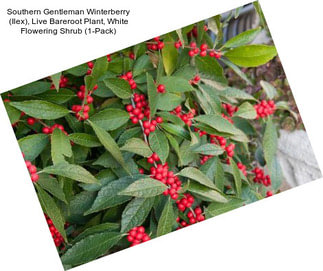 Southern Gentleman Winterberry (Ilex), Live Bareroot Plant, White Flowering Shrub (1-Pack)