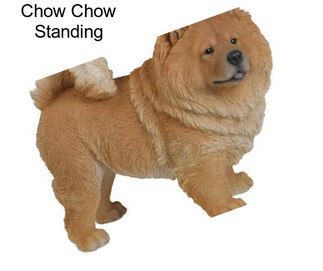 Chow Chow Standing