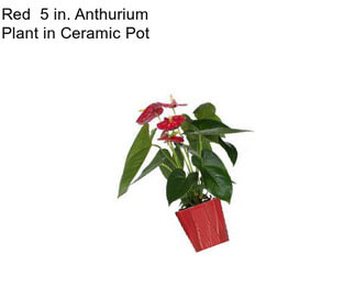 Red  5 in. Anthurium Plant in Ceramic Pot