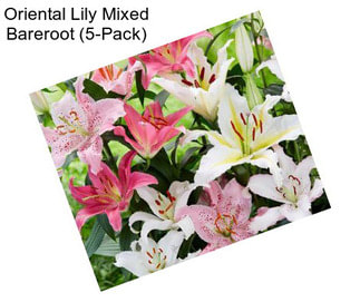 Oriental Lily Mixed Bareroot (5-Pack)