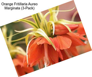 Orange Fritillaria Aureo Marginata (3-Pack)