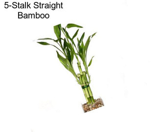 5-Stalk Straight Bamboo