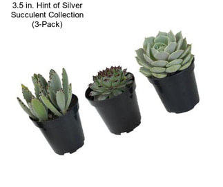 3.5 in. Hint of Silver Succulent Collection (3-Pack)