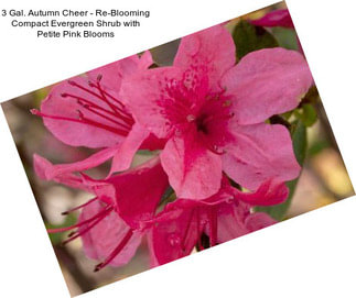 3 Gal. Autumn Cheer - Re-Blooming Compact Evergreen Shrub with Petite Pink Blooms