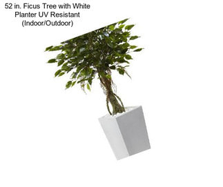 52 in. Ficus Tree with White Planter UV Resistant (Indoor/Outdoor)