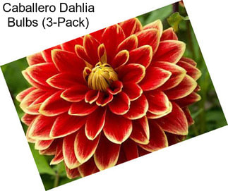 Caballero Dahlia Bulbs (3-Pack)