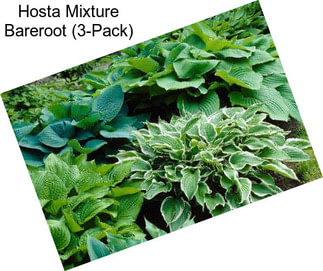 Hosta Mixture Bareroot (3-Pack)