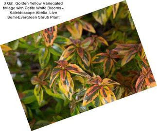 3 Gal. Golden Yellow Variegated foliage with Petite White Blooms - Kaleidoscope Abelia, Live Semi-Evergreen Shrub Plant