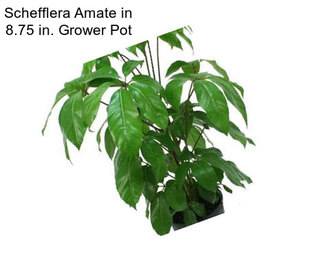 Schefflera Amate in 8.75 in. Grower Pot