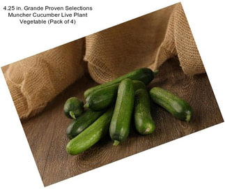 4.25 in. Grande Proven Selections Muncher Cucumber Live Plant Vegetable (Pack of 4)