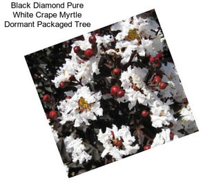 Black Diamond Pure White Crape Myrtle Dormant Packaged Tree