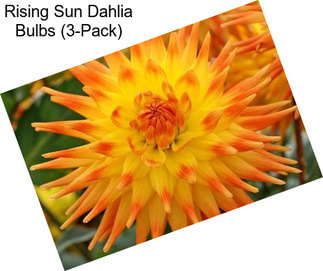 Rising Sun Dahlia Bulbs (3-Pack)