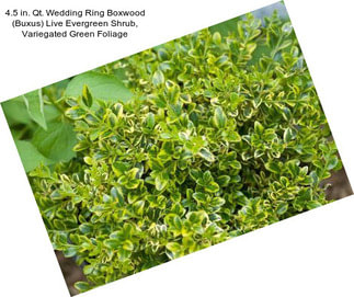 4.5 in. Qt. Wedding Ring Boxwood (Buxus) Live Evergreen Shrub, Variegated Green Foliage