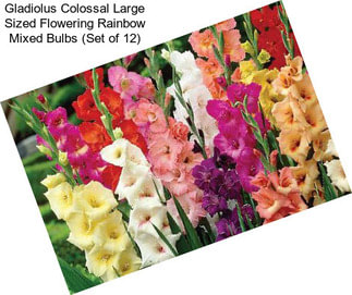 Gladiolus Colossal Large Sized Flowering Rainbow Mixed Bulbs (Set of 12)