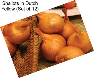 Shallots in Dutch Yellow (Set of 12)