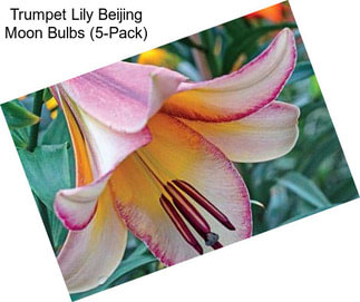 Trumpet Lily Beijing Moon Bulbs (5-Pack)