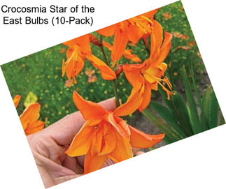 Crocosmia Star of the East Bulbs (10-Pack)