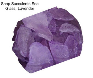 Shop Succulents Sea Glass, Lavender