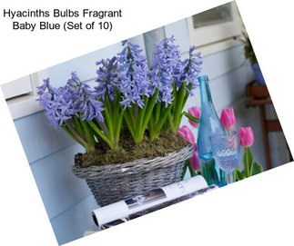 Hyacinths Bulbs Fragrant Baby Blue (Set of 10)