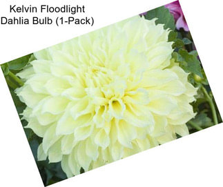 Kelvin Floodlight Dahlia Bulb (1-Pack)