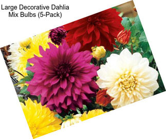 Large Decorative Dahlia Mix Bulbs (5-Pack)