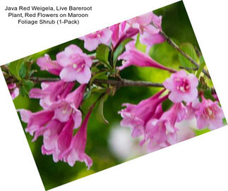 Java Red Weigela, Live Bareroot Plant, Red Flowers on Maroon Foliage Shrub (1-Pack)