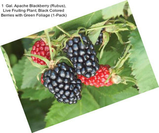 1  Gal. Apache Blackberry (Rubus), Live Fruiting Plant, Black Colored Berries with Green Foliage (1-Pack)